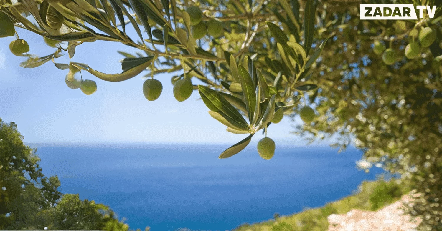 Panoramski pogled dugi otok maslina maslinik