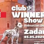 red-carpet-dalmatian-walk-zadar-psi-crveni-tepih