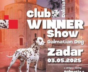 red-carpet-dalmatian-walk-zadar-psi-crveni-tepih