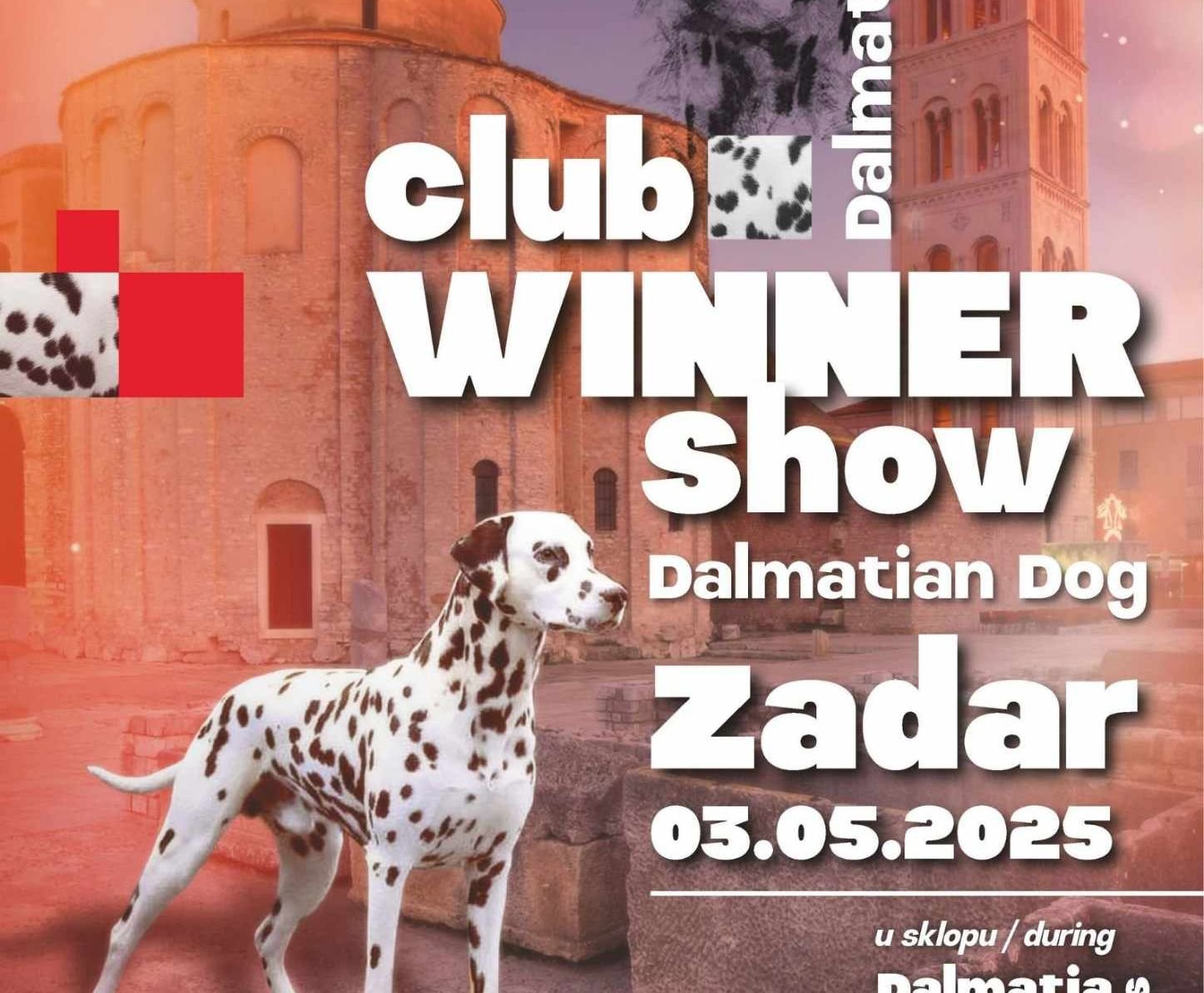 red-carpet-dalmatian-walk-zadar-psi-crveni-tepih