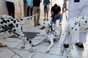 red-carpet-dalmatian-walk-trg-pet-bunara-2025