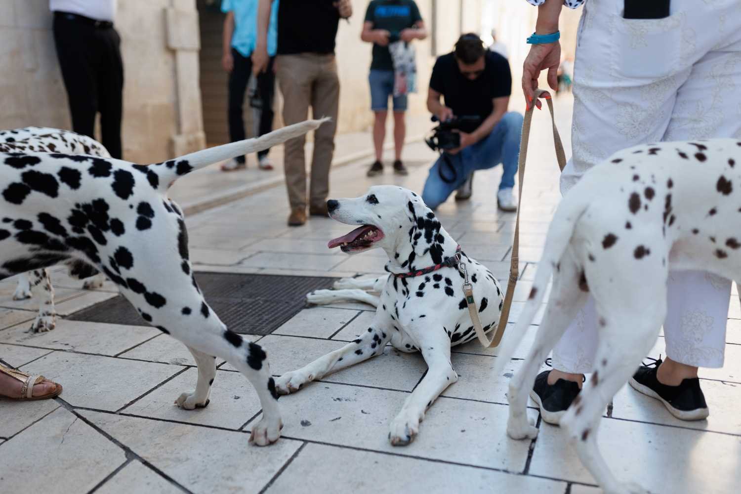red-carpet-dalmatian-walk-trg-pet-bunara-2025
