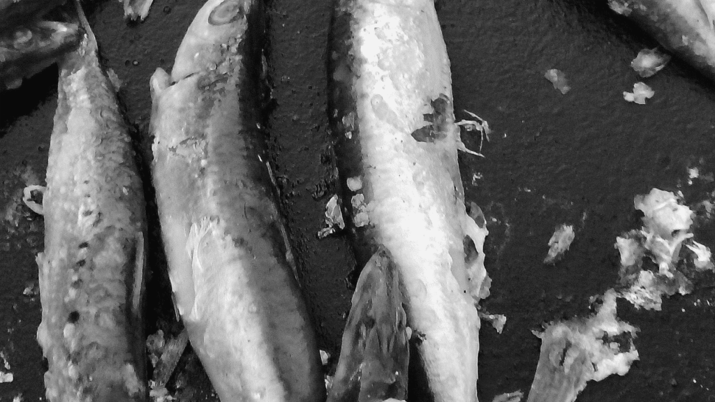 Povorka u narodnim nošnjama i ribarska večer na manifestaciji Škojera 2025. u Božavi