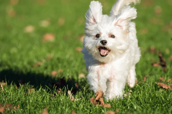 Maltezer Povijest, karakteristike, njega i zanimljivosti