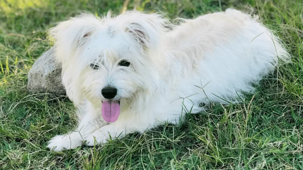 Maltezer Povijest, karakteristike, njega i zanimljivosti