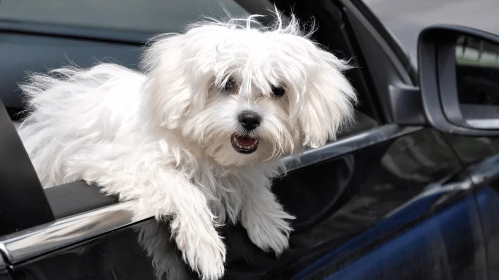 Maltezer Povijest, karakteristike, njega i zanimljivosti