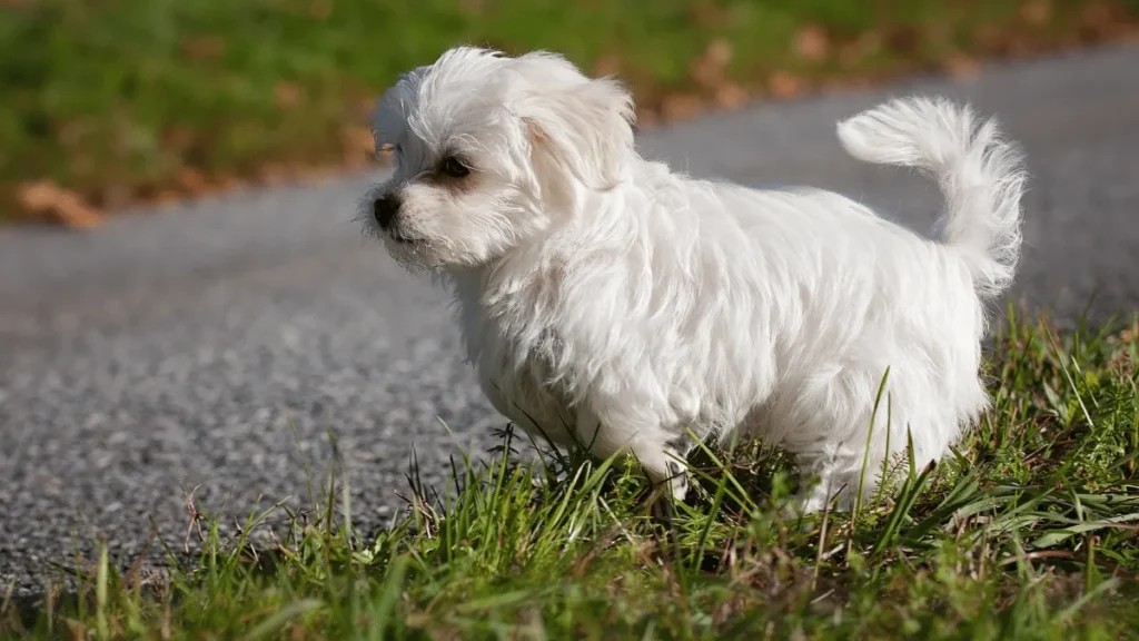 Maltezer Povijest, karakteristike, njega i zanimljivosti
