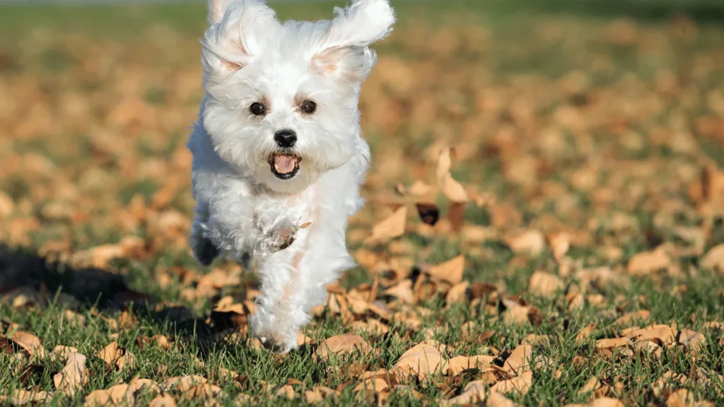 Maltezer Povijest, karakteristike, njega i zanimljivosti