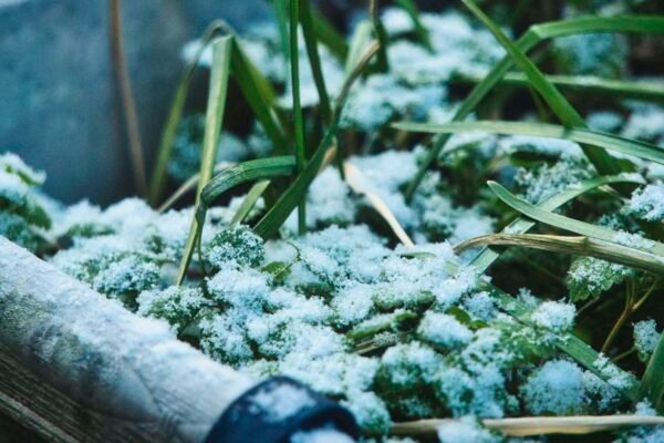 Bliski prikaz biljaka u vrtu prekrivenih mrazom tijekom zime, naglašavajući osjetljivost biljaka na niske temperature.