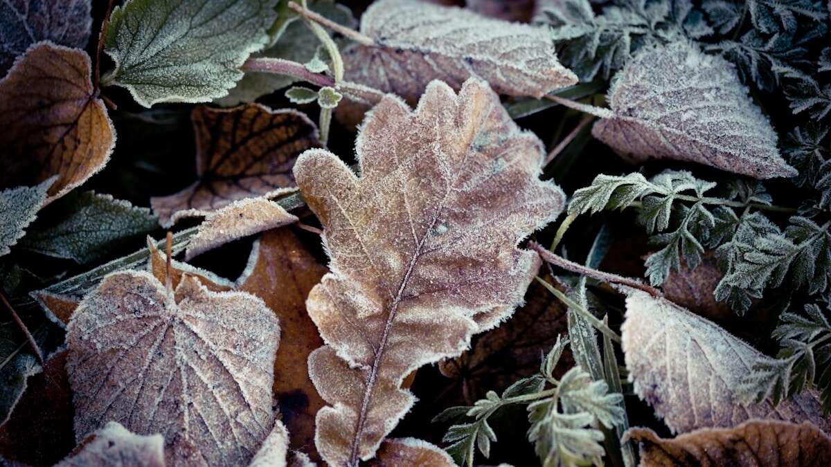 Ilustrativna fotografija za članak o zaštita biljaka po hladnom vremenu
