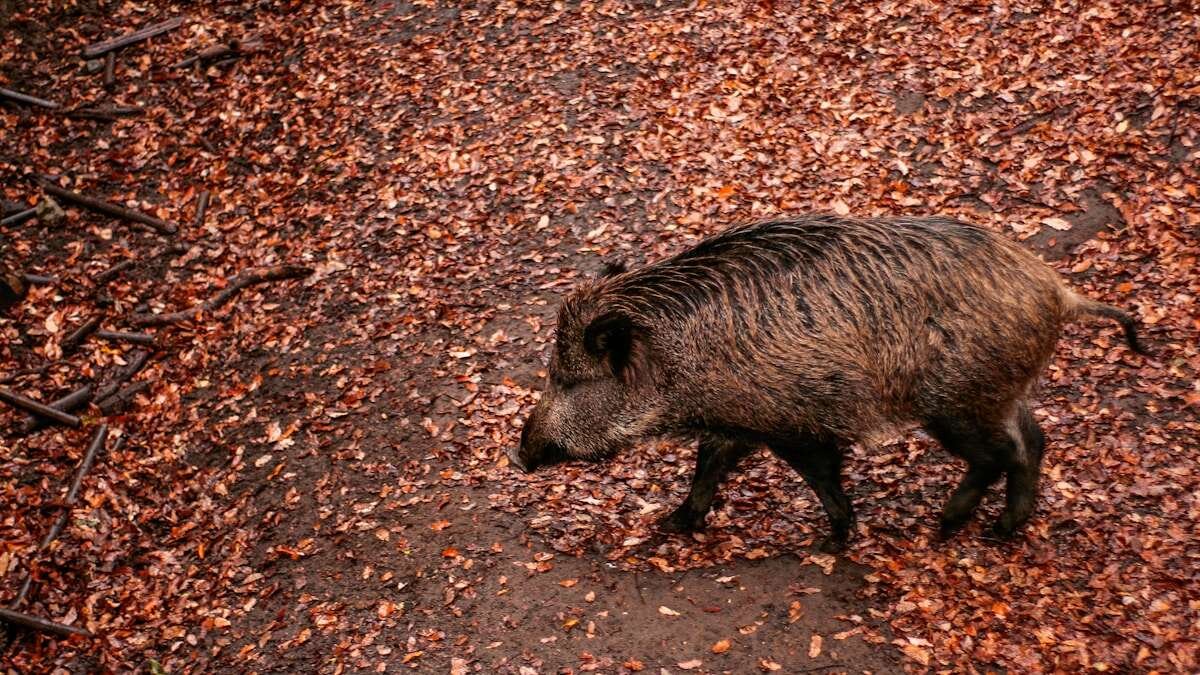 Ilustrativna fotografija za članak o svinjetina: pravilno čuvanje i priprema