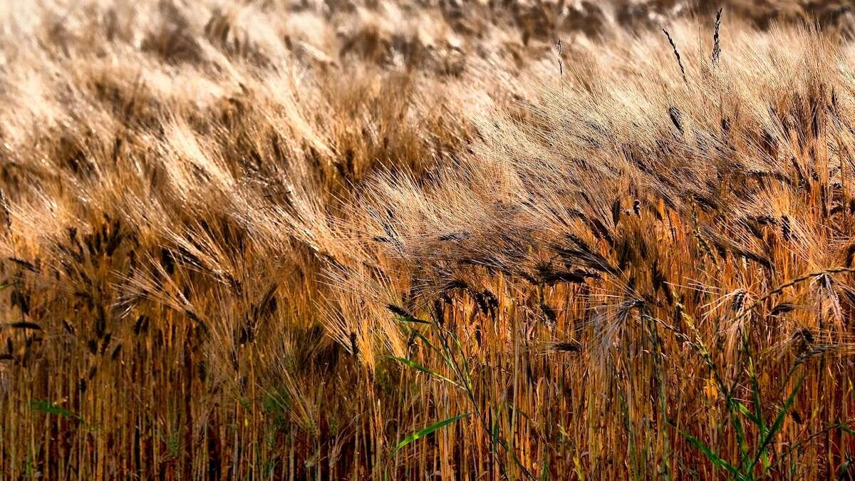 Ilustrativna fotografija za članak o pšenica: korištenje, čuvanje i priprema