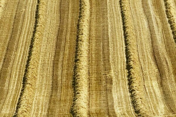 Ilustrativna fotografija za članak o pšenica: korištenje, čuvanje i priprema