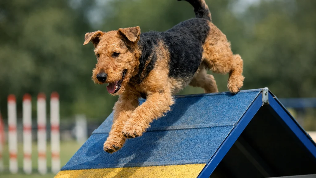 Airedale terijer u agility treningu pokazuje izdržljivost, brzinu i inteligenciju