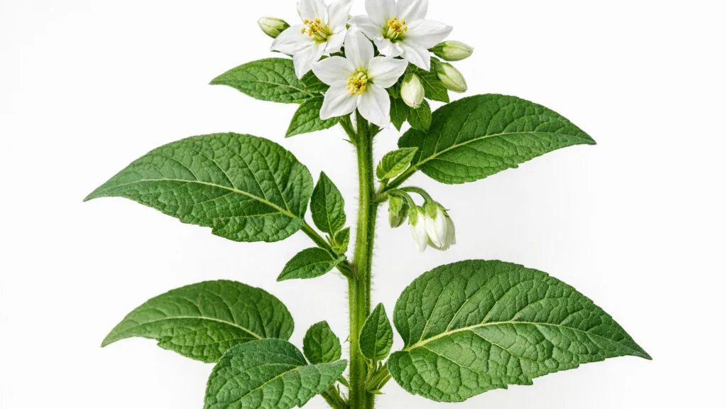 Zdrava biljka s pravilnim izgledom lišća, stabljike i cvjetova