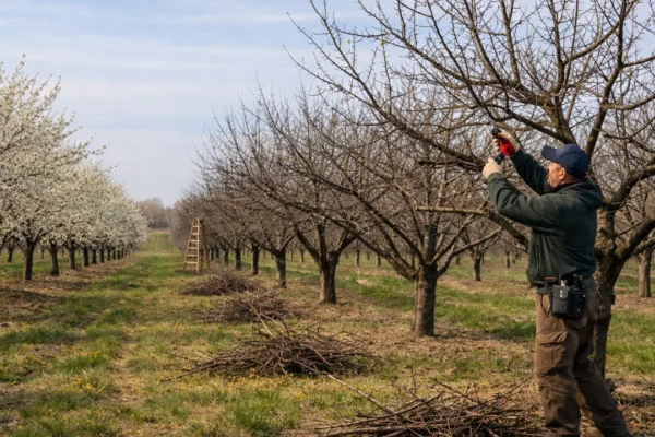 Rezidba trešnje i višnje u voćnjaku tijekom proljeća
