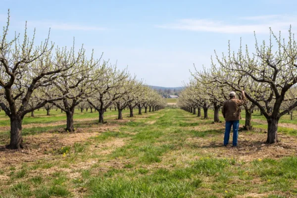 Rezidba voćaka u voćnjaku tijekom ranog proljeća za zdrav rast i obilniji urod