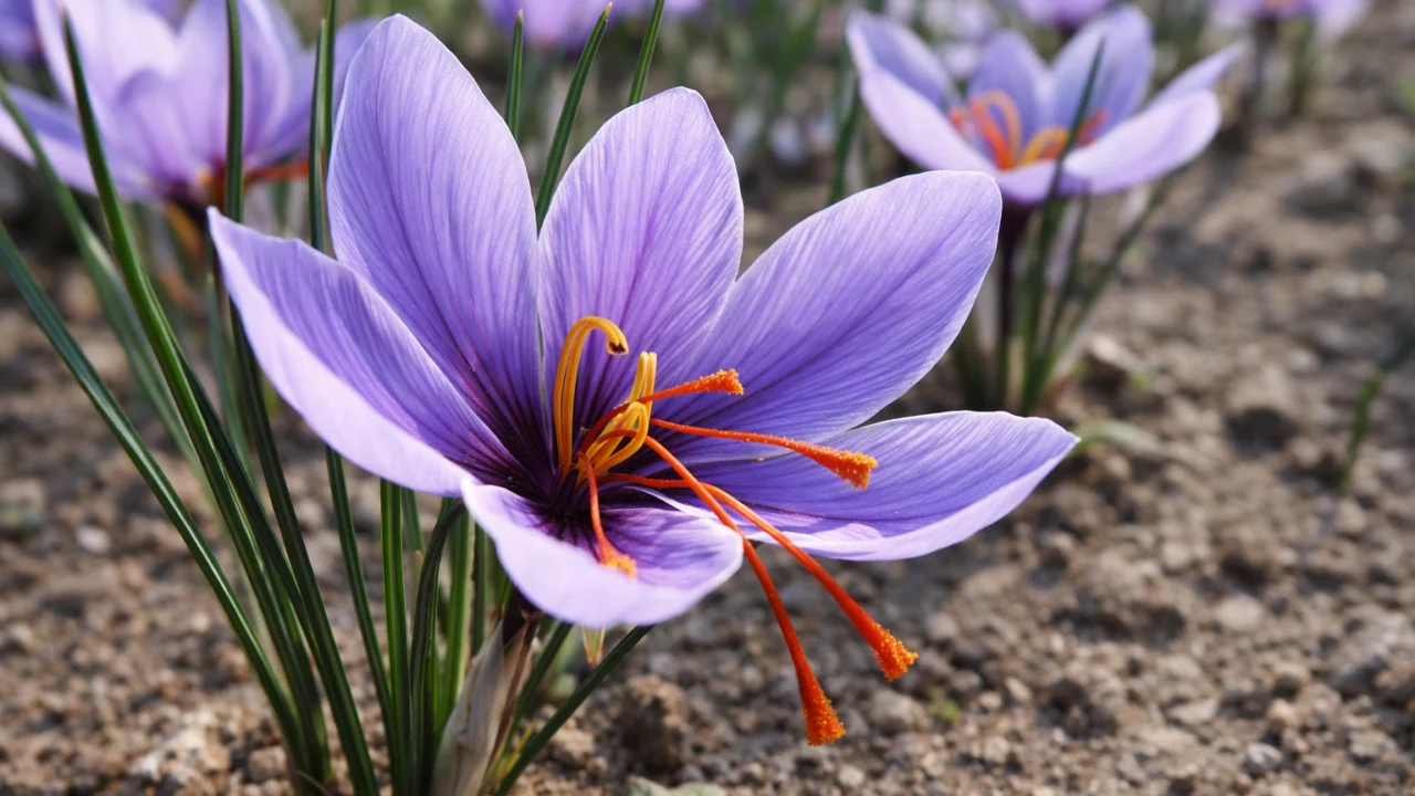 Ilustrativna fotografija za članak o šafran: kako ga koristiti, čuvati i pripremiti