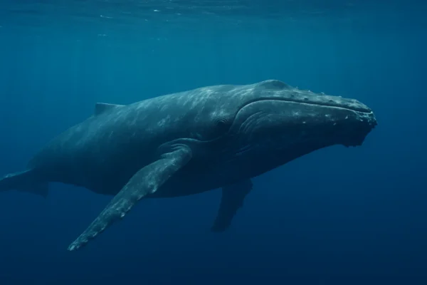 Kit u dubokom oceanu koji simbolizira komunikaciju kitova na velikim udaljenostima