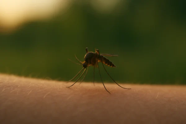 Komarac koji se približava ljudskoj koži tijekom ljetne večeri