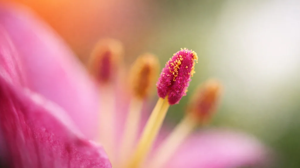 Primjer plitke dubinske oštrine u makro fotografiji cvijeta