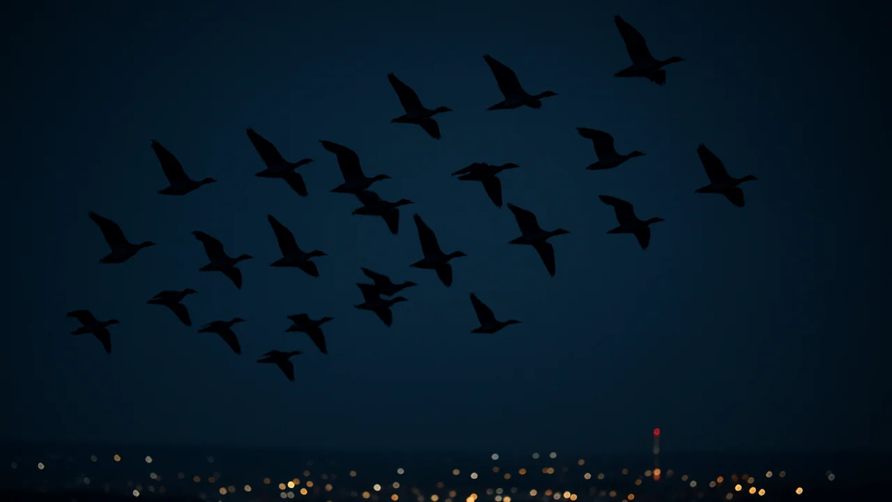 Ptice selice koje noću lete iznad grada i svjetlosnog onečišćenja