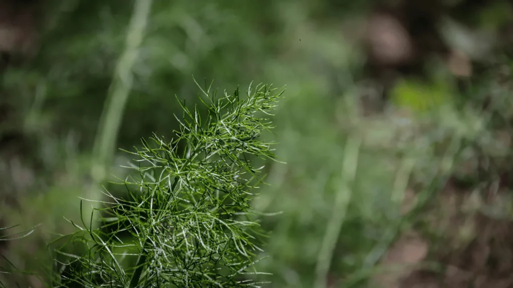 Ilustrativna fotografija za članak o kopar: kako ga koristiti, čuvati i pripremiti