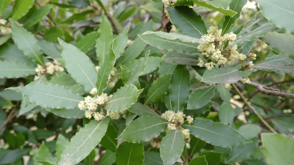Ilustrativna fotografija za članak o lovor: kako koristiti, čuvati i pripremiti
