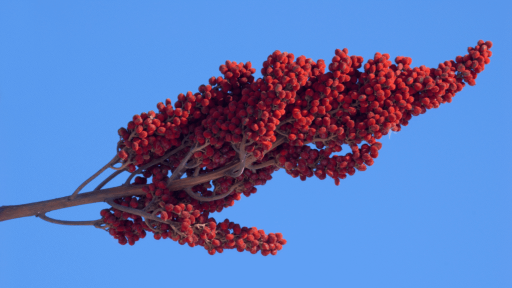 Ilustrativna fotografija za članak o sumak: kako koristiti, čuvati i pripremiti