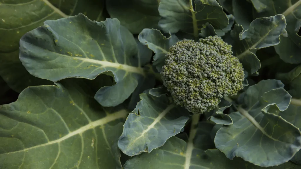 Ilustrativna fotografija za članak o brokula: kako je pravilno koristiti, čuvati i pripremiti