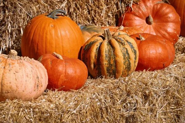 Ilustrativna fotografija za članak o bundeva: kako koristiti, čuvati i pripremiti