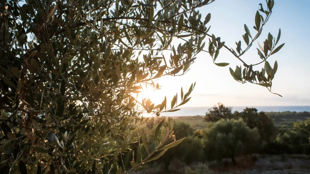 Cvjetnica 2026 obilježava se 29. ožujka uz blagoslov grančica, procesije i početak Velikog tjedna. Donosi se značenje i hrvatski običaji blagdana.