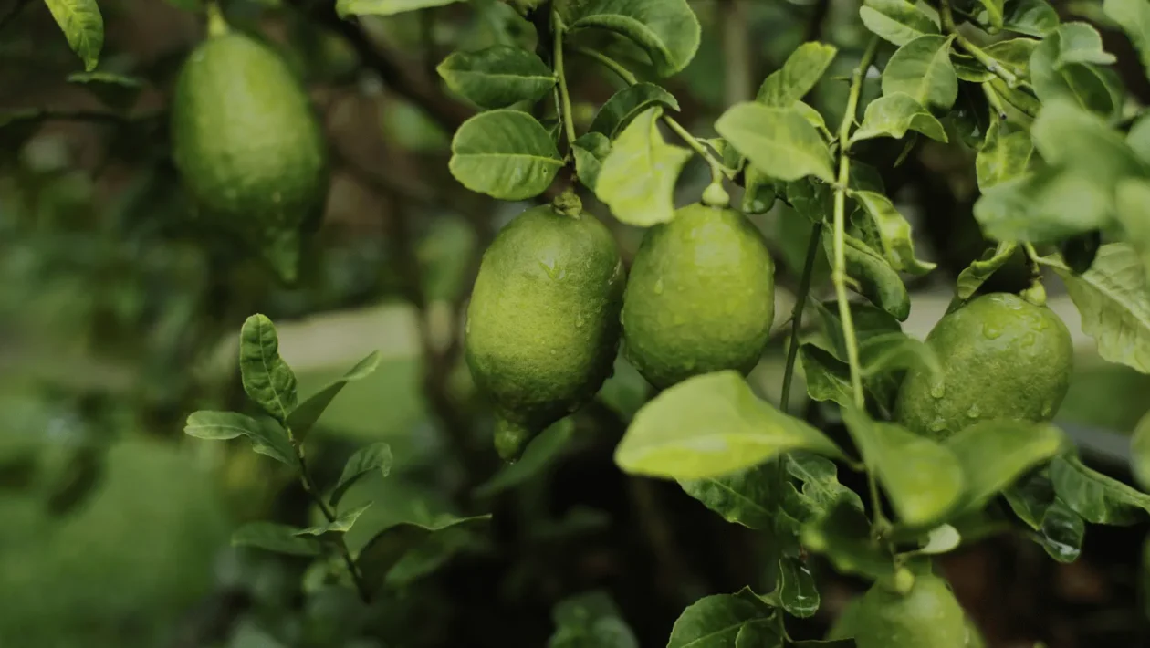 Ilustrativna fotografija za članak o limeta: kako koristiti, čuvati i pripremiti