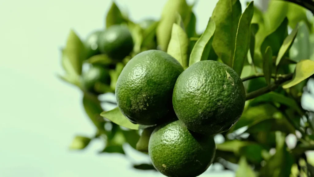 Ilustrativna fotografija za članak o limeta: kako koristiti, čuvati i pripremiti