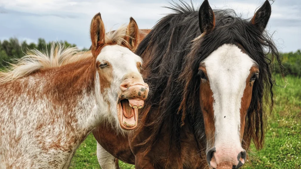 Memovi kao dio digitalne komunikacije i kulture u svakodnevnom online životu