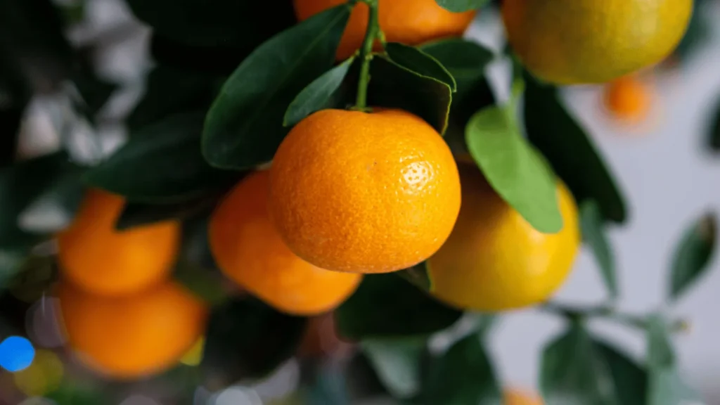 Ilustrativna fotografija za članak o naranča: kako je koristiti, čuvati i pripremiti