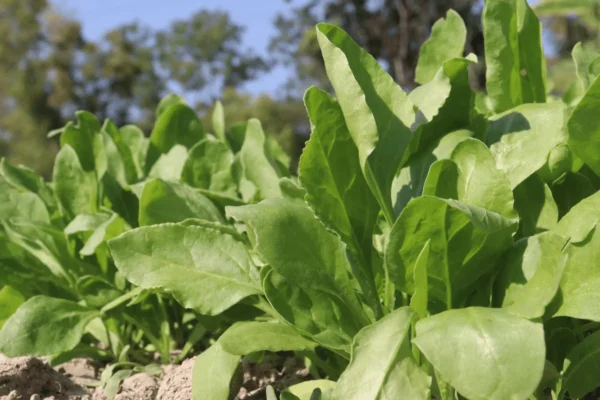 Ilustrativna fotografija za članak o špinat: pravilna upotreba, čuvanje i priprema