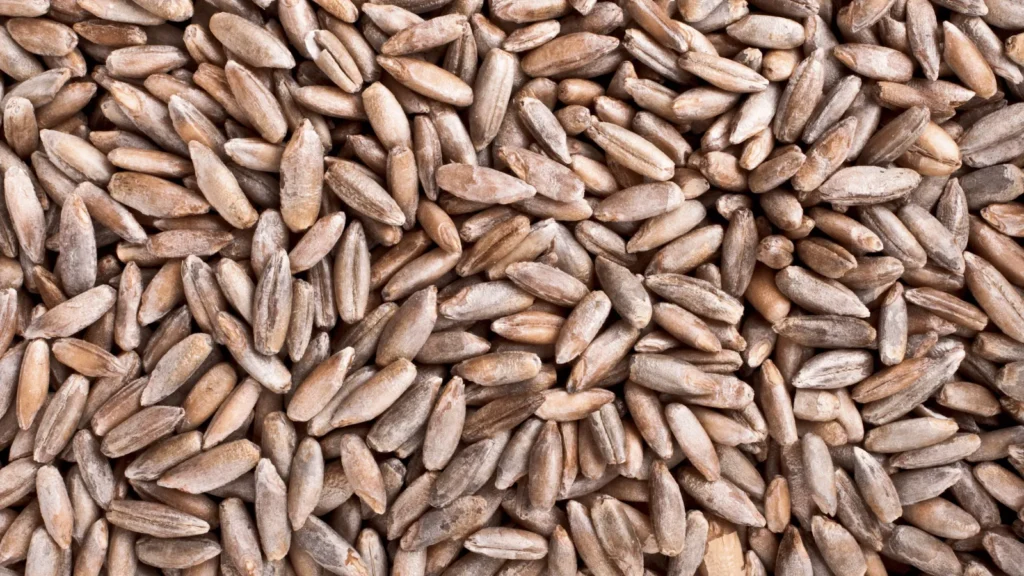 Raž kako je koristiti, čuvati i pripremiti