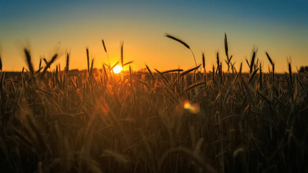 Raž kako je koristiti, čuvati i pripremiti