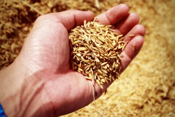 Ilustrativna fotografija za članak o integralna riža: pravilna priprema i čuvanje