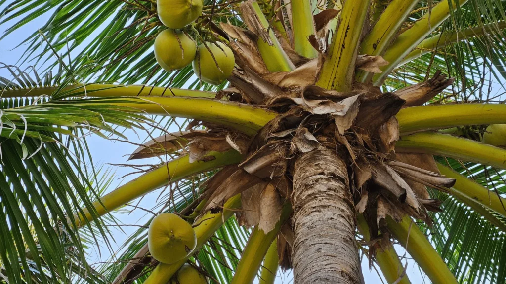 Ilustrativna fotografija za članak o kokos: kako ga koristiti, čuvati i pripremiti