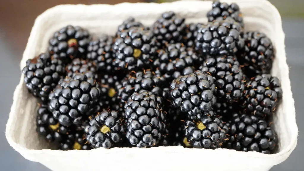 Ilustrativna fotografija za članak o kupina: korištenje, čuvanje i priprema