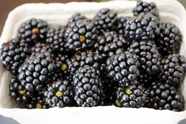 Ilustrativna fotografija za članak o kupina: korištenje, čuvanje i priprema