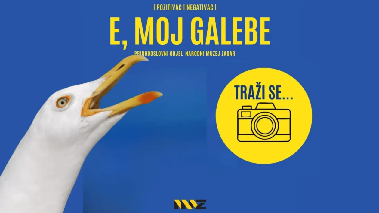 Fotografski natječaj „E, moj galebe!“ prikazuje galeba u prirodnom i urbanom okruženju u Zadru.