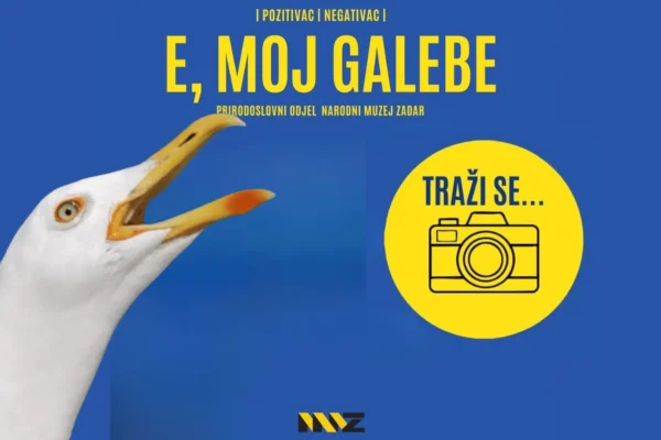 Fotografski natječaj „E, moj galebe!“ prikazuje galeba u prirodnom i urbanom okruženju u Zadru.