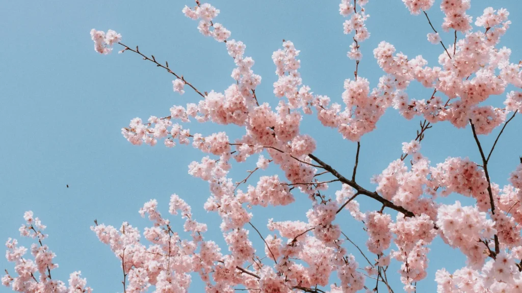 Ilustrativna fotografija za članak o višnja: kako je koristiti, čuvati i pripremiti