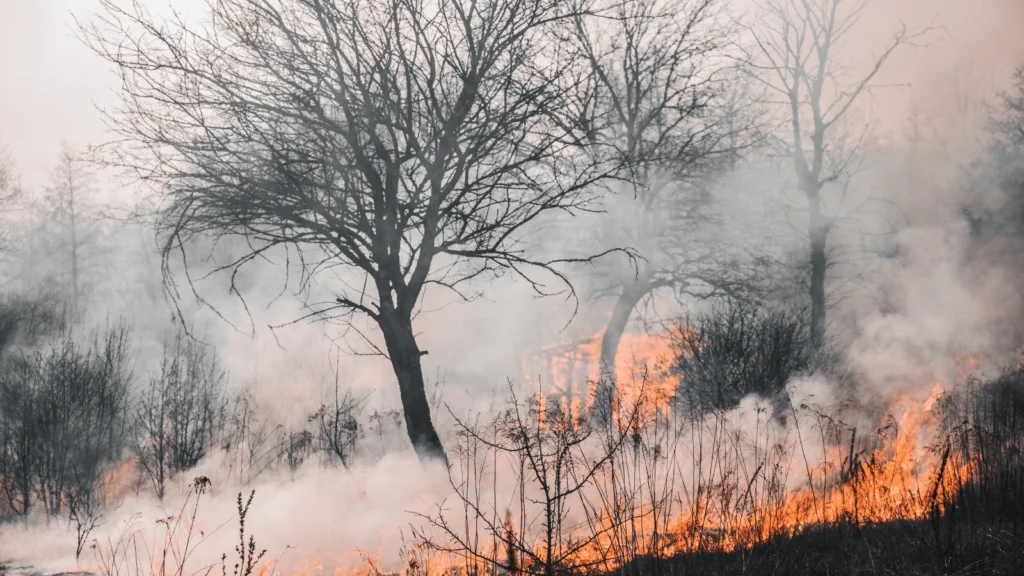 Videonadzor šumskih područja u sklopu projekta FIRESTOP