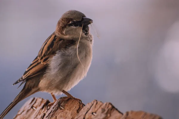 Vrabac na urbanom krovu simbolizira nestanak vrabaca u gradovima