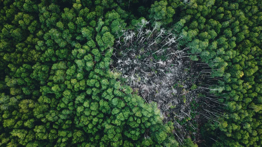 Degradacija tropskih šuma Ključni uvidi za globalne klimatske modele