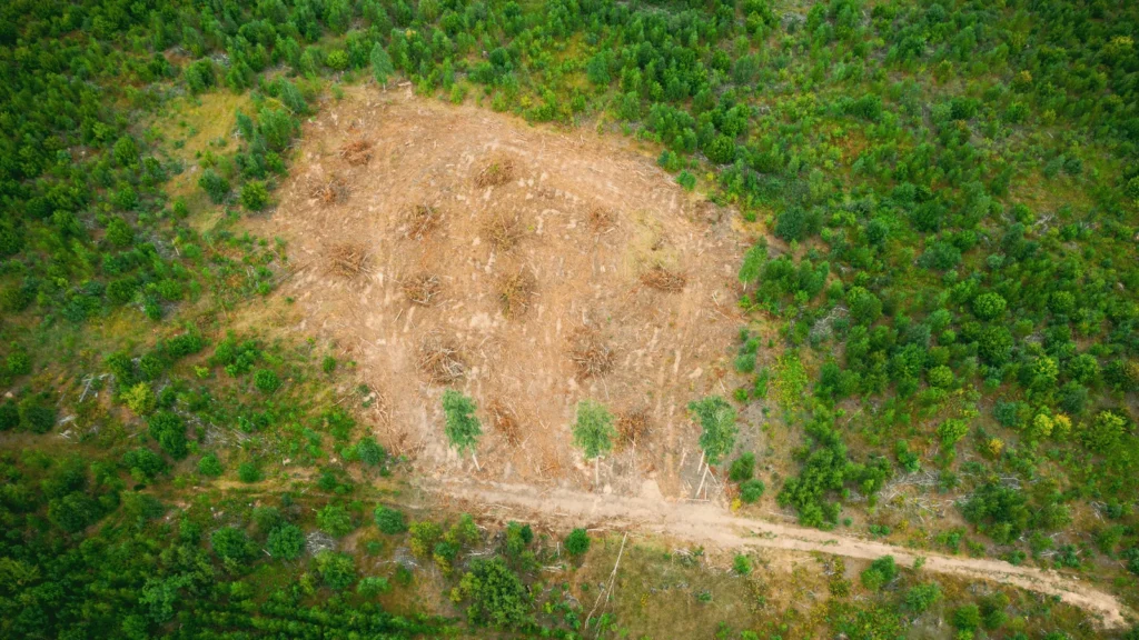 Zračni pogled na područje krčenja šume s hrpama srušenih stabala i golog tla okruženo zelenim drvećem